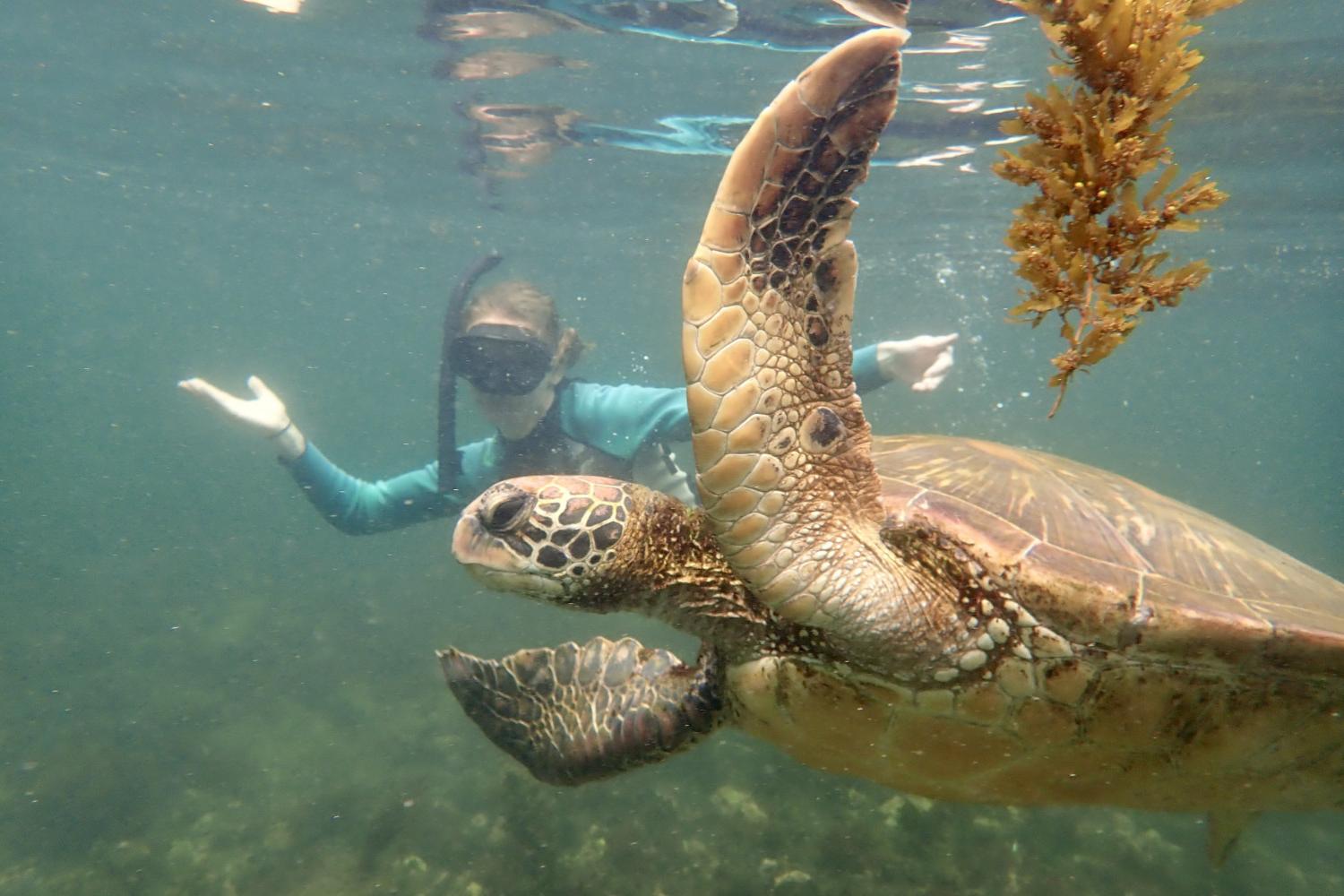 一名<a href='http://nri5.daves-studio.com'>博彩网址大全</a>学生在Galápagos群岛游学途中与一只巨龟游泳.